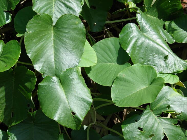 Woodrose - Argyreia nervosa