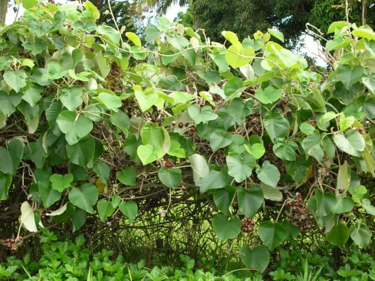 Woodrose - Argyreia nervosa