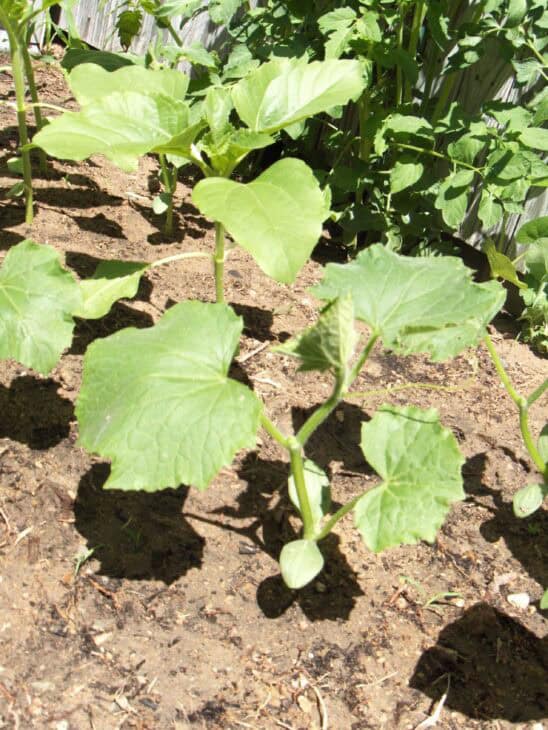 Zucchini - Cucurbita pepo