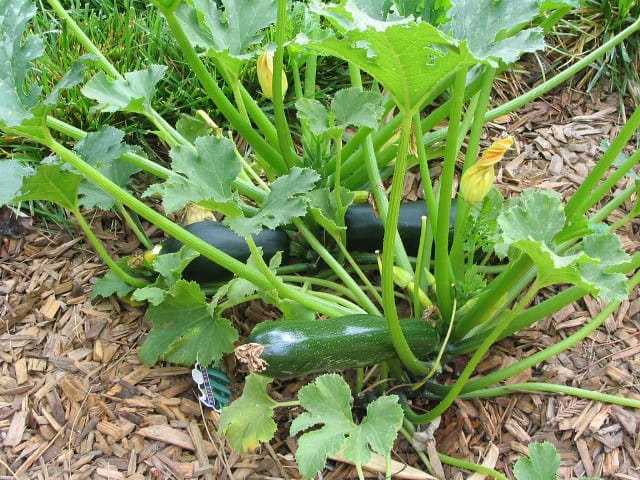 Zucchini - Cucurbita pepo