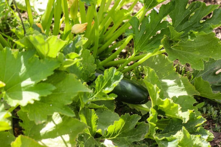 Zucchini - Cucurbita pepo