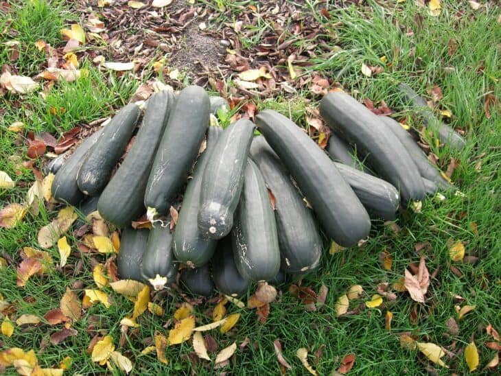 Zucchini - Cucurbita pepo
