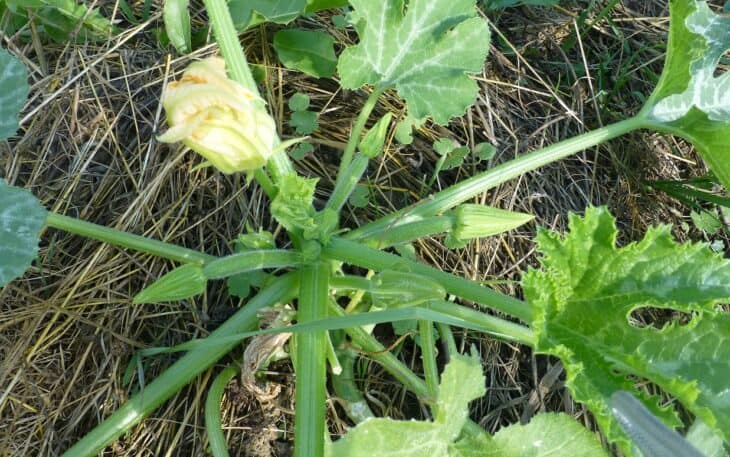 Zucchini - Cucurbita pepo