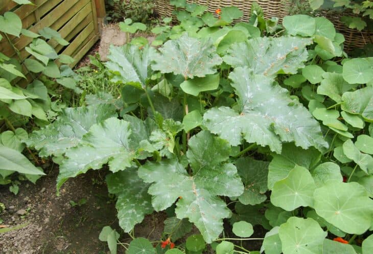 Zucchini - Cucurbita pepo