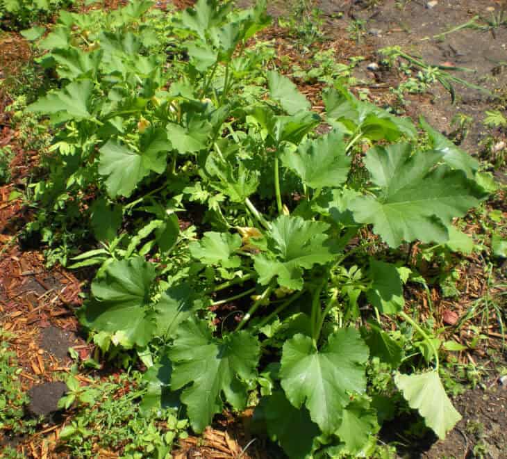 Zucchini - Cucurbita pepo