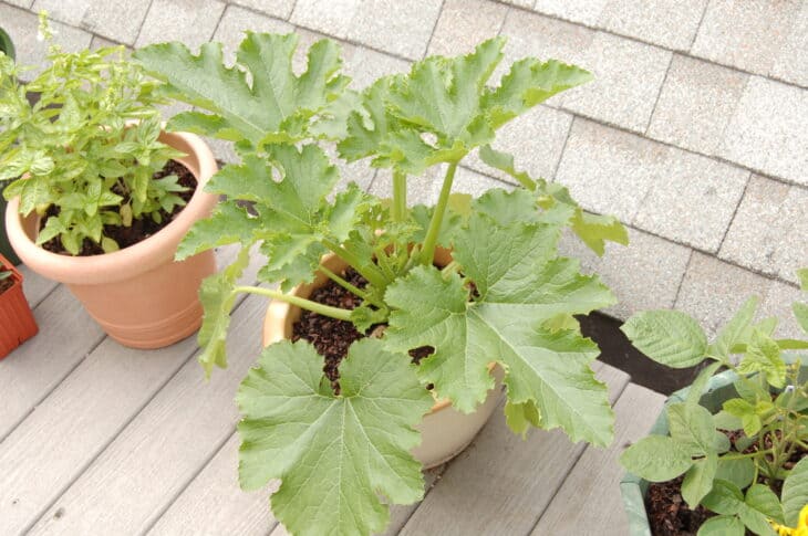 Zucchini - Cucurbita pepo