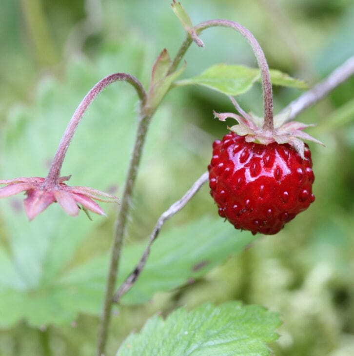 Fragaria vesca