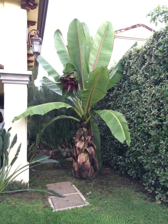 Abyssinian Banana - Ensete ventricosum