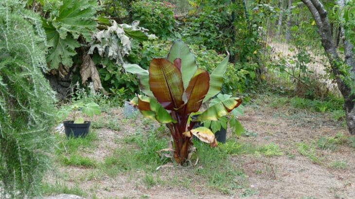 Abyssinian Banana - Ensete ventricosum