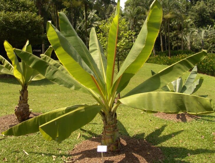 Abyssinian Banana - Ensete ventricosum