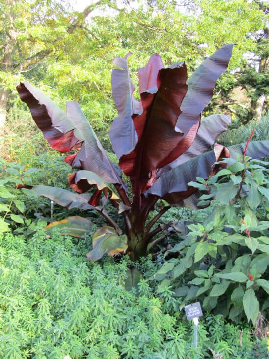 Abyssinian Banana - Ensete ventricosum