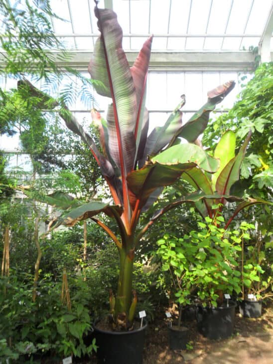 Abyssinian Banana - Ensete ventricosum
