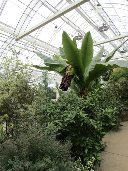 Abyssinian Banana - Ensete ventricosum