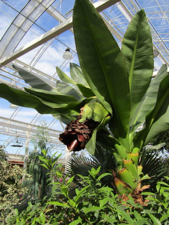 Abyssinian Banana - Ensete ventricosum