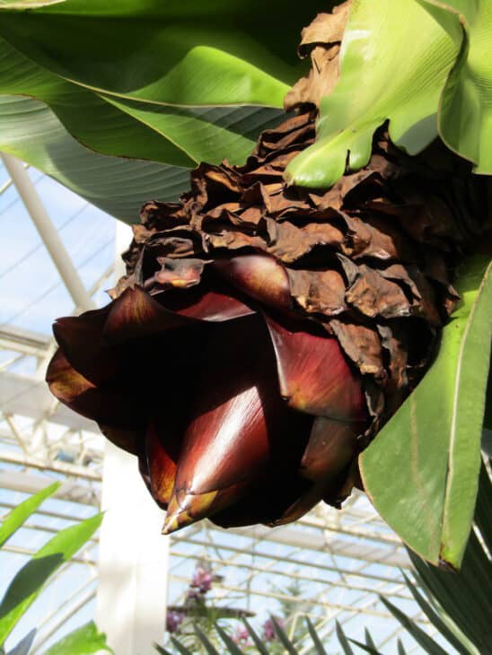 Abyssinian Banana - Ensete ventricosum