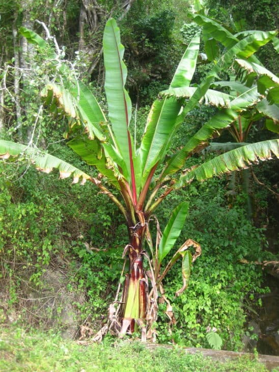 Abyssinian Banana - Ensete ventricosum