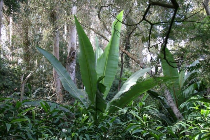 Abyssinian Banana - Ensete ventricosum