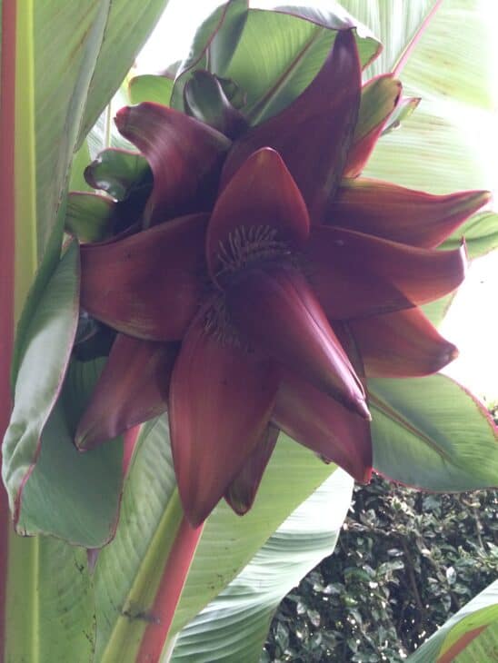 Abyssinian Banana - Ensete ventricosum