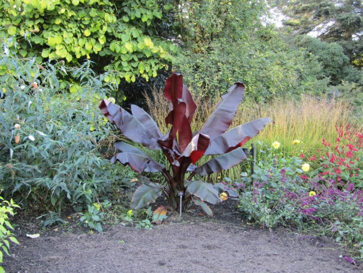 Abyssinian Banana - Ensete ventricosum