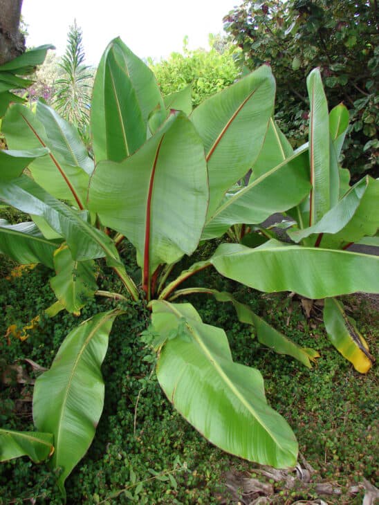 Abyssinian Banana - Ensete ventricosum