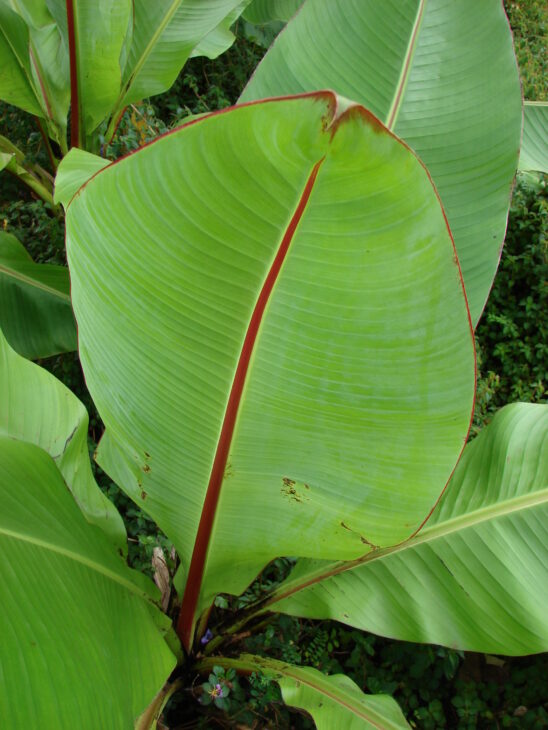 Abyssinian Banana - Ensete ventricosum
