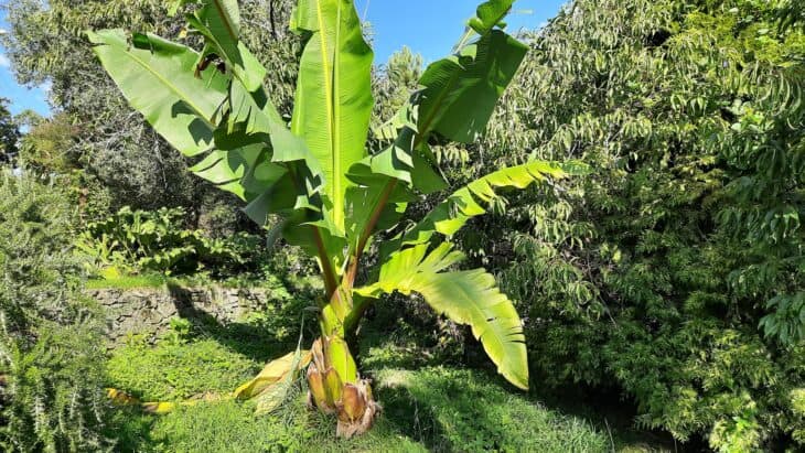 Abyssinian Banana - Ensete ventricosum