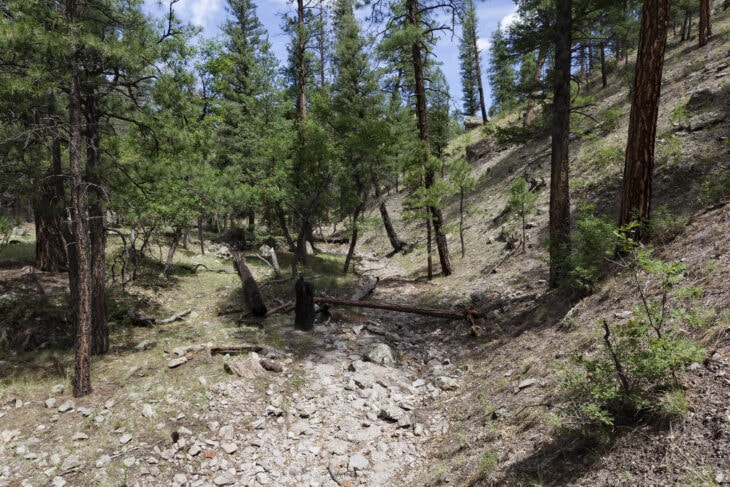 Arizona Pine - Pinus arizonica