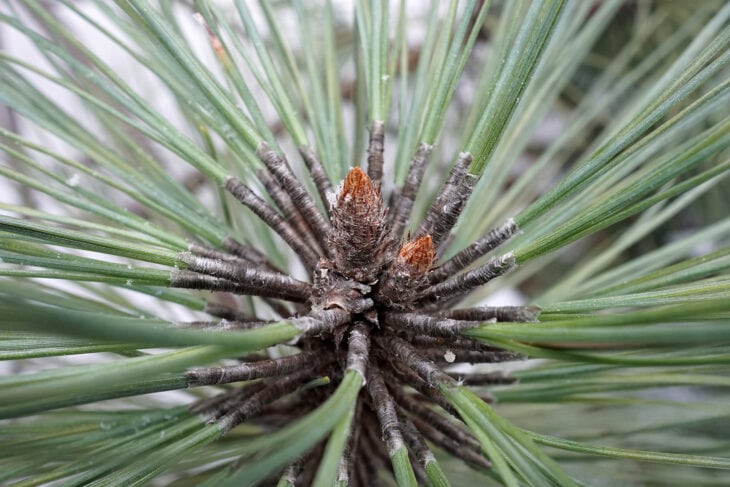 Arizona Pine - Pinus arizonica