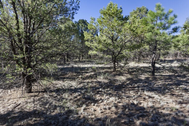 Arizona Pine - Pinus arizonica