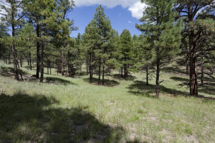 Arizona Pine - Pinus arizonica