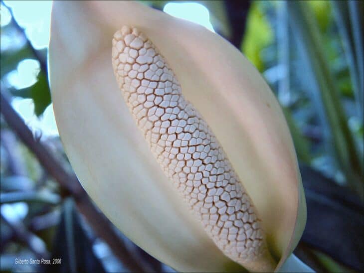 Arrowhead - Syngonium podophyllum