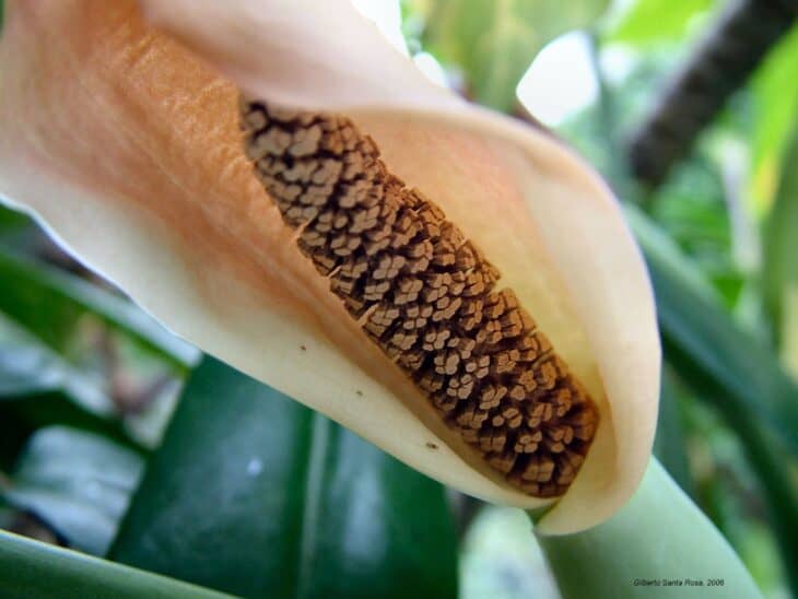 Arrowhead - Syngonium podophyllum