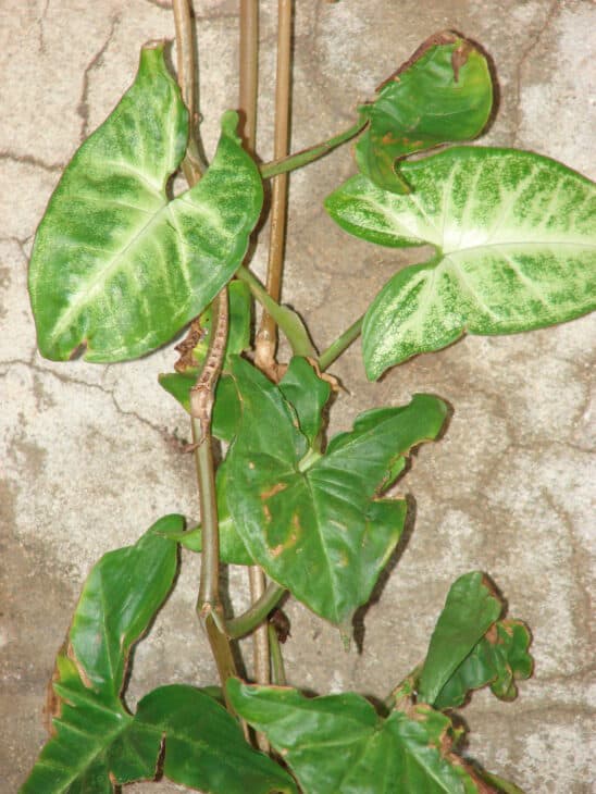 Arrowhead - Syngonium podophyllum