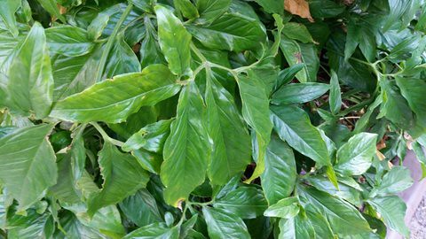 Arrowhead - Syngonium podophyllum