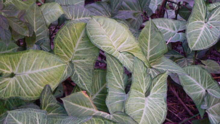 Arrowhead - Syngonium podophyllum