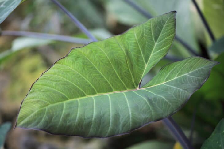 Arrowhead - Syngonium podophyllum