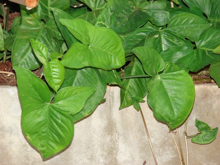 Arrowhead - Syngonium podophyllum