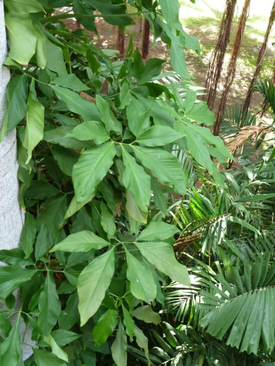 Arrowhead - Syngonium podophyllum