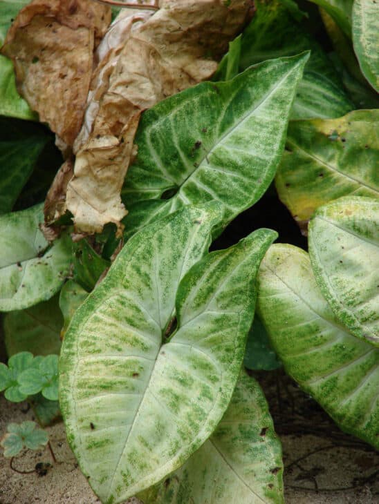 Arrowhead - Syngonium podophyllum