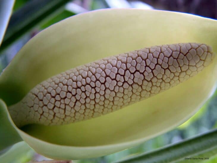 Arrowhead - Syngonium podophyllum