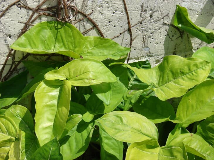 Arrowhead - Syngonium podophyllum