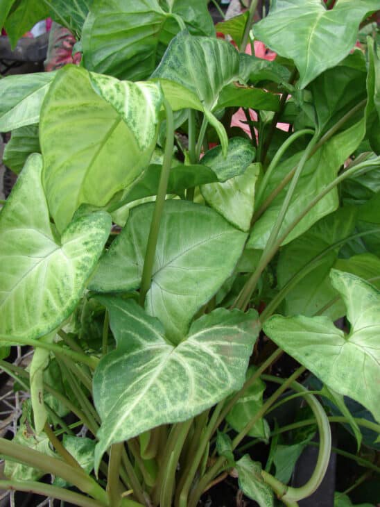 Arrowhead - Syngonium podophyllum
