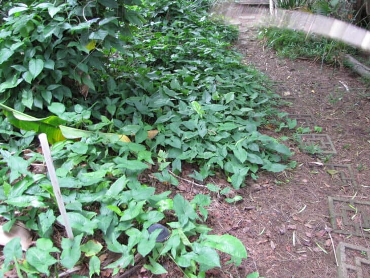 Arrowhead - Syngonium podophyllum