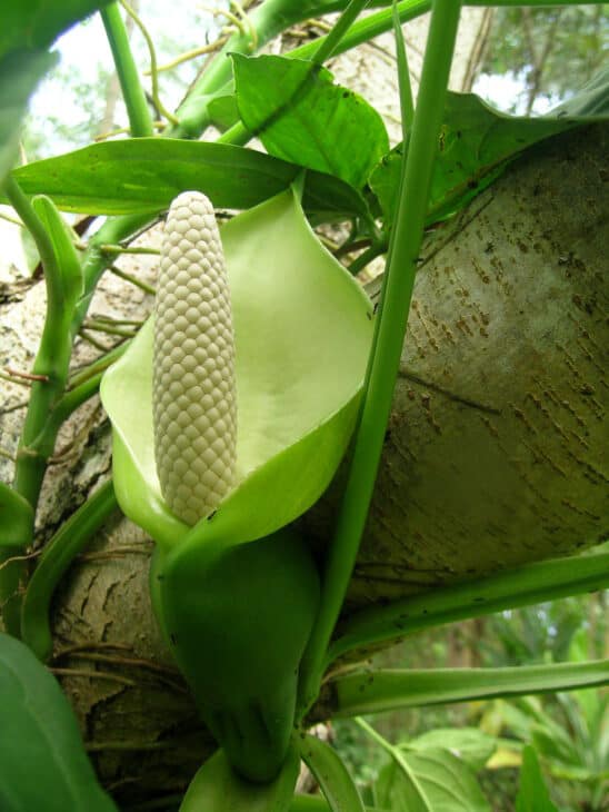 Arrowhead - Syngonium podophyllum