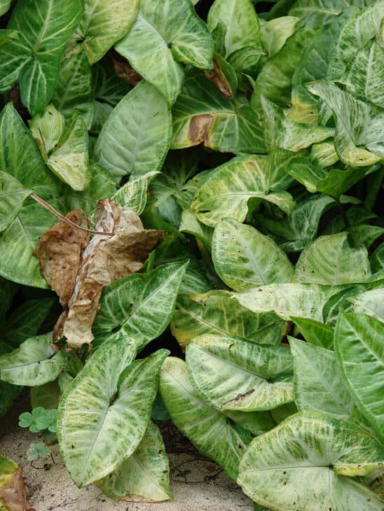 Arrowhead - Syngonium podophyllum