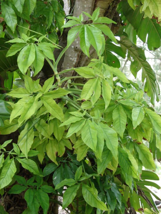 Arrowhead - Syngonium podophyllum