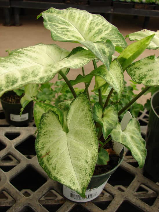 Arrowhead - Syngonium podophyllum