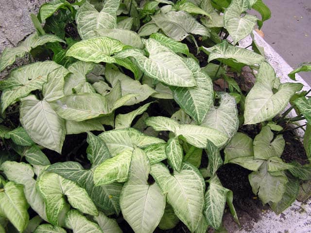 Arrowhead - Syngonium podophyllum