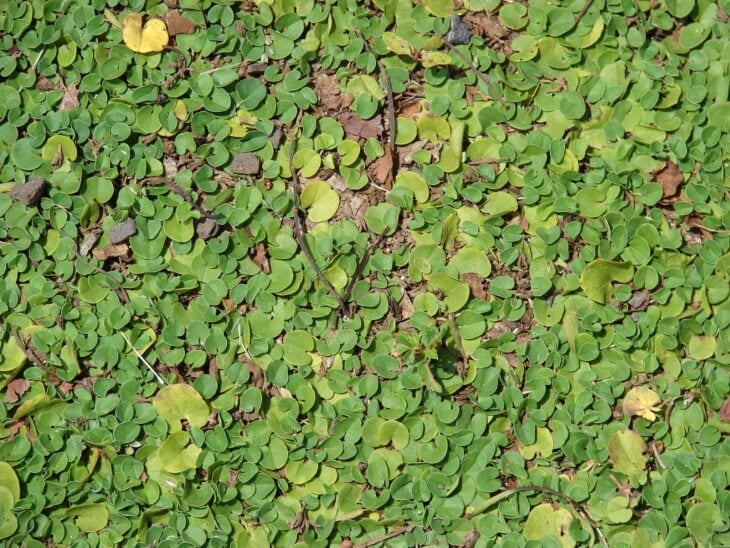Asian ponysfoot - Dichondra micrantha