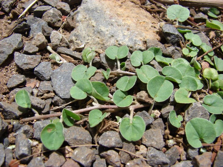 Asian ponysfoot - Dichondra micrantha